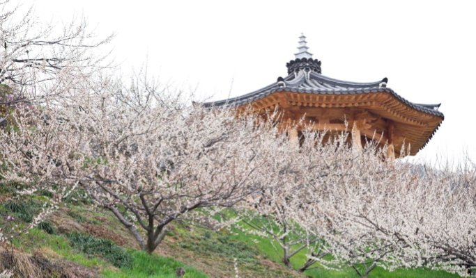 Spring Special: Gwangyang Plum Blossom (Maehwa) Festival & Jeonju Hanok Village 1 Day Tour - from Seoul (Mar 10~21)